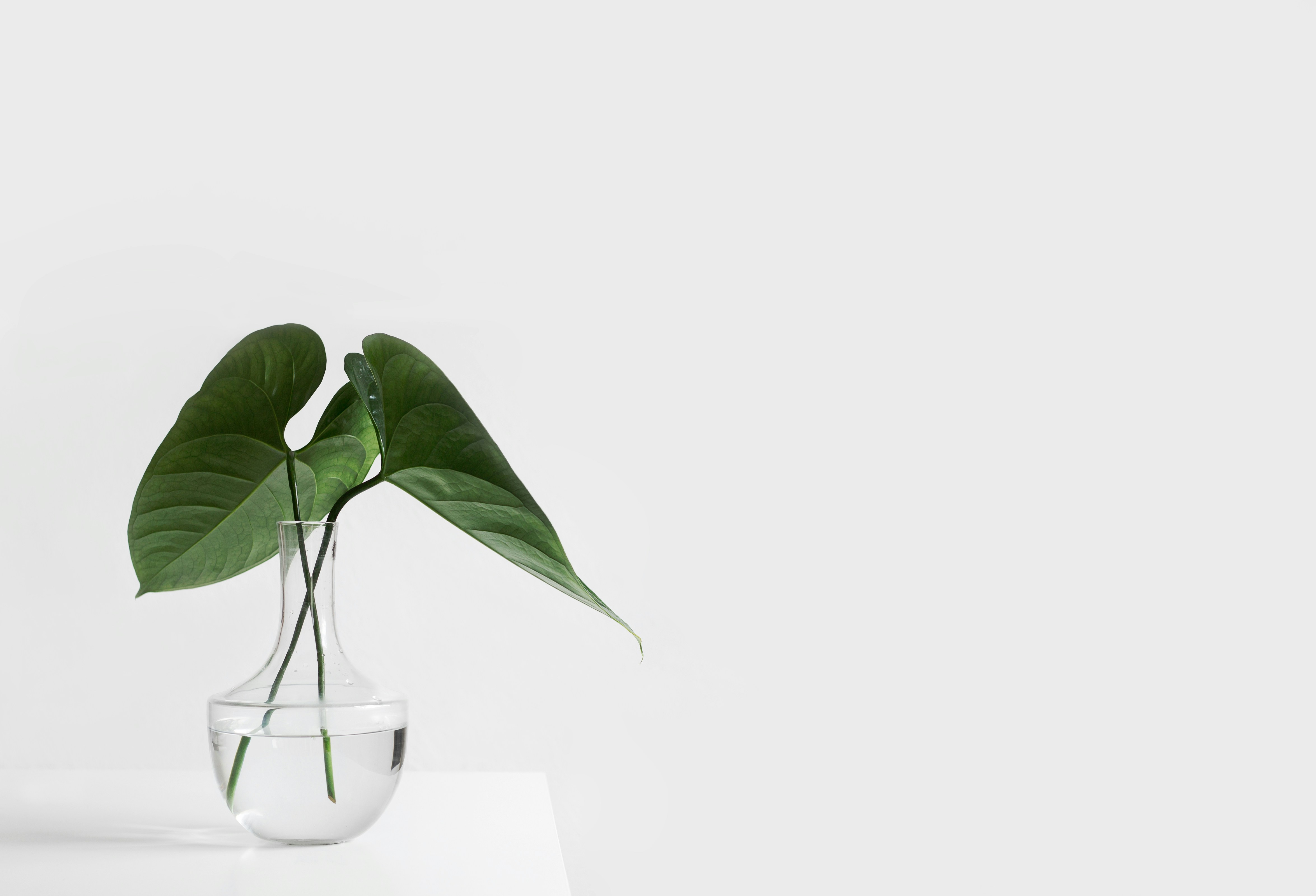 Plant image